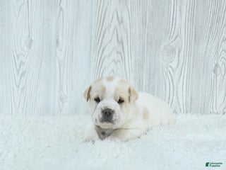 Mini Hippo dogs Gizmo - Ad 4