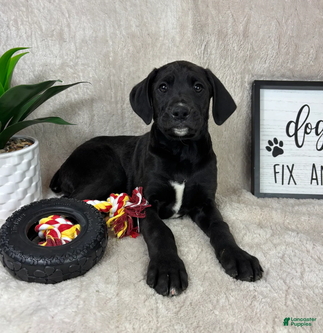 Mixed Breed dogs for sale: Silas  - Ad 2