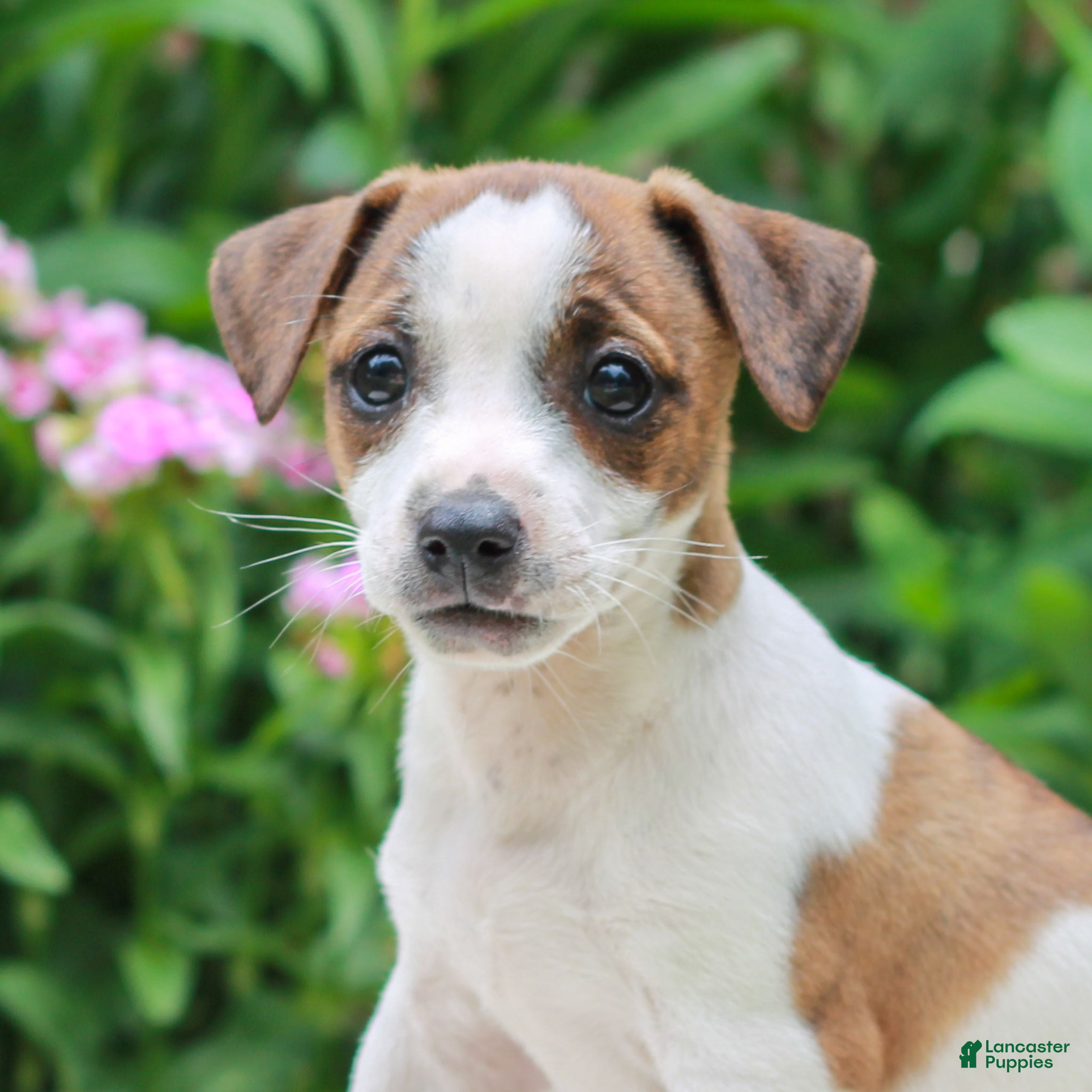 Mixed Breed dogs Jeff  - Ad 1