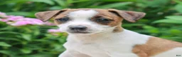 Mixed Breed dogs for sale: Jeff  - Ad 1