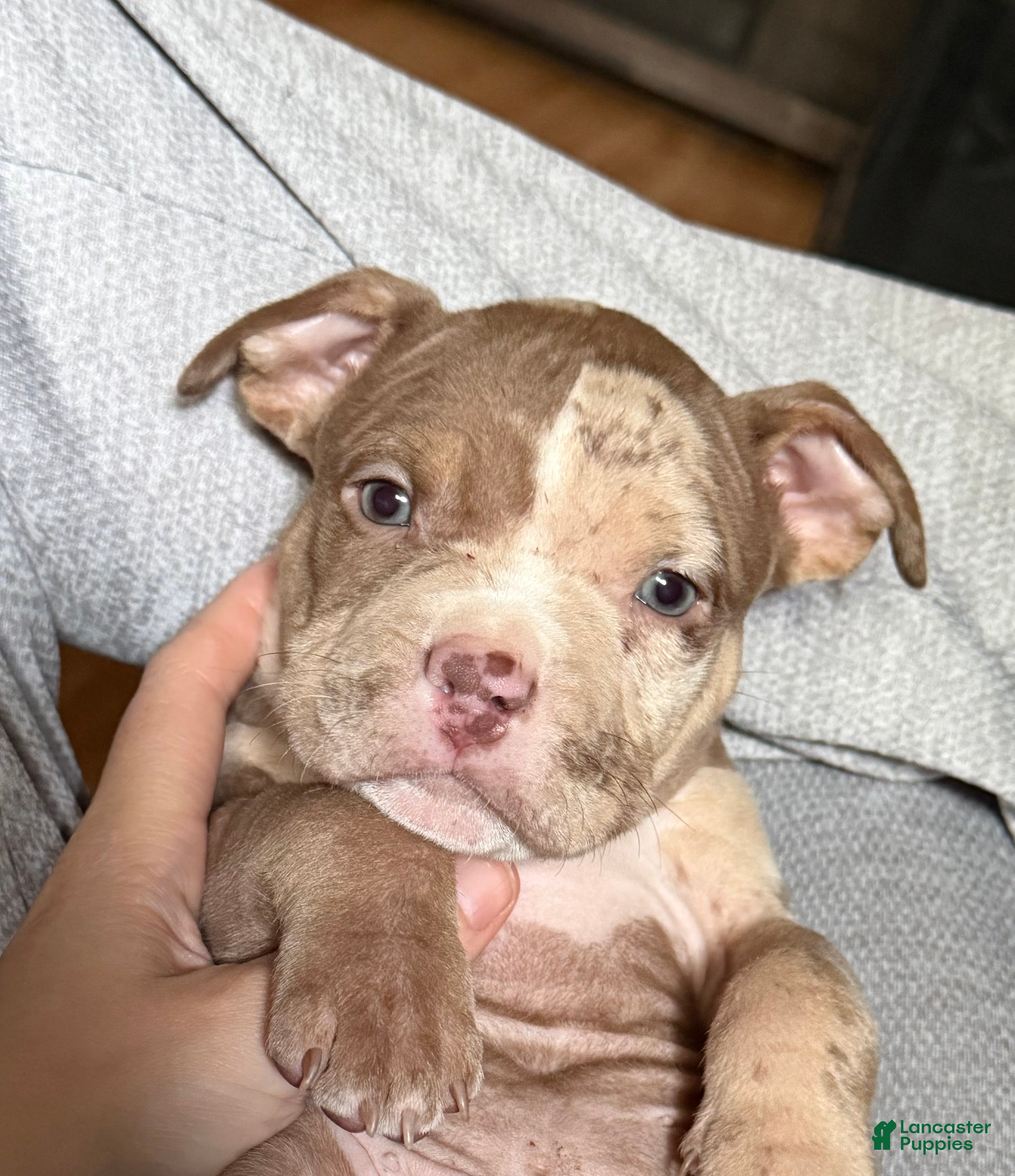 American Bully dogs Riot - Ad 1