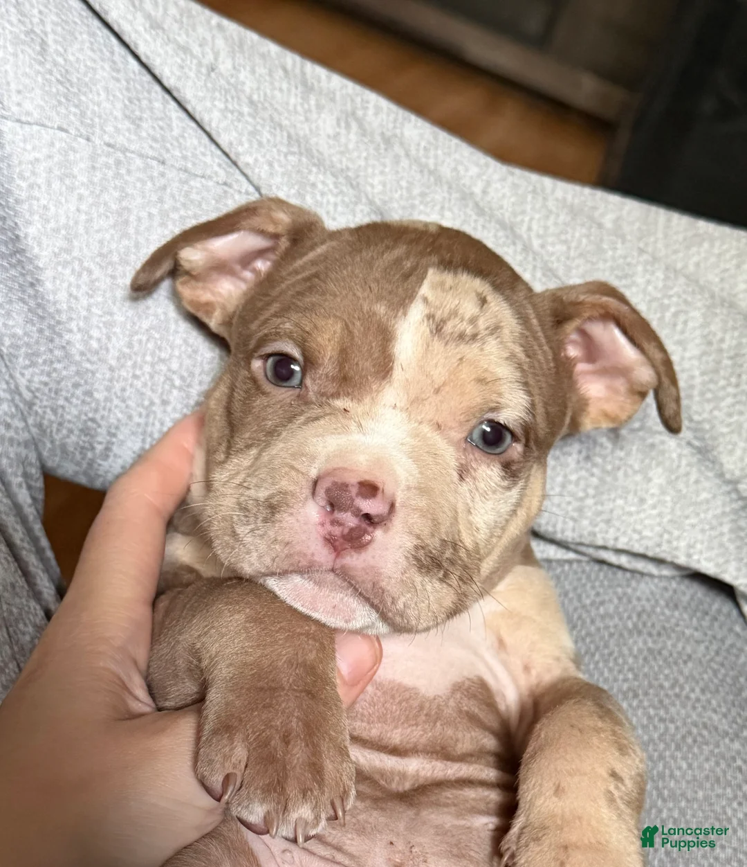 American Bully dogs for sale: Riot - Ad 1