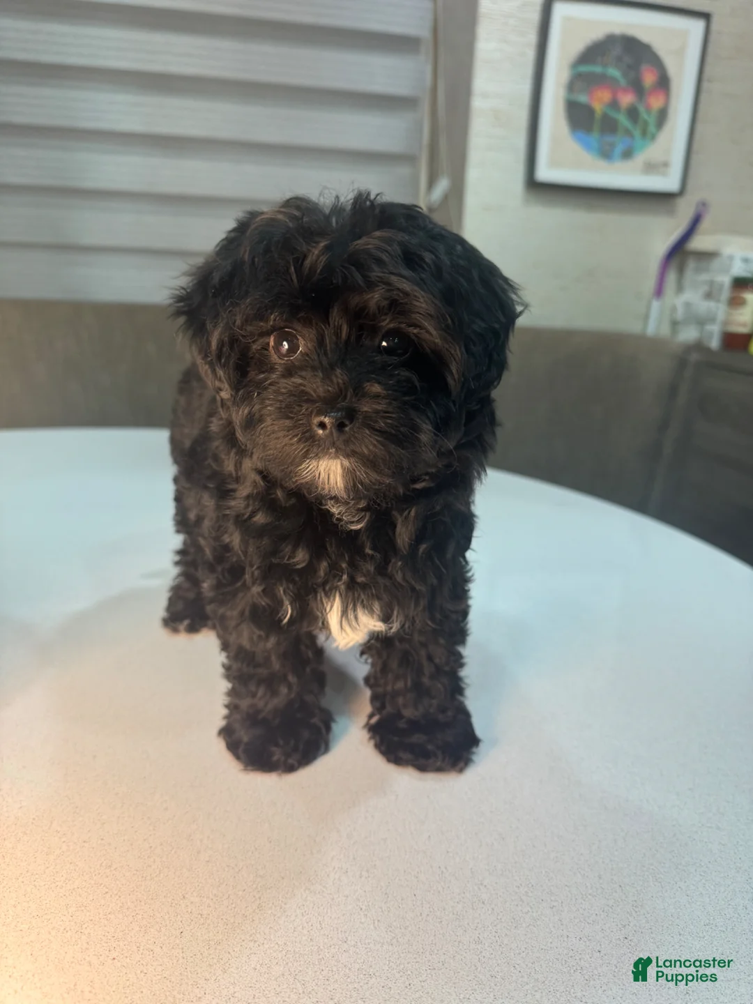 Morkie dogs for sale: Diamond - Ad 2