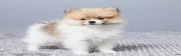 Pomeranian dogs for sale: Dusty - Ad 4
