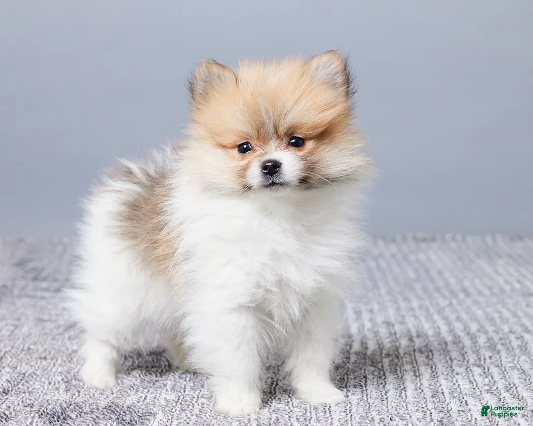 Pomeranian dogs for sale: Dusty - Ad 4