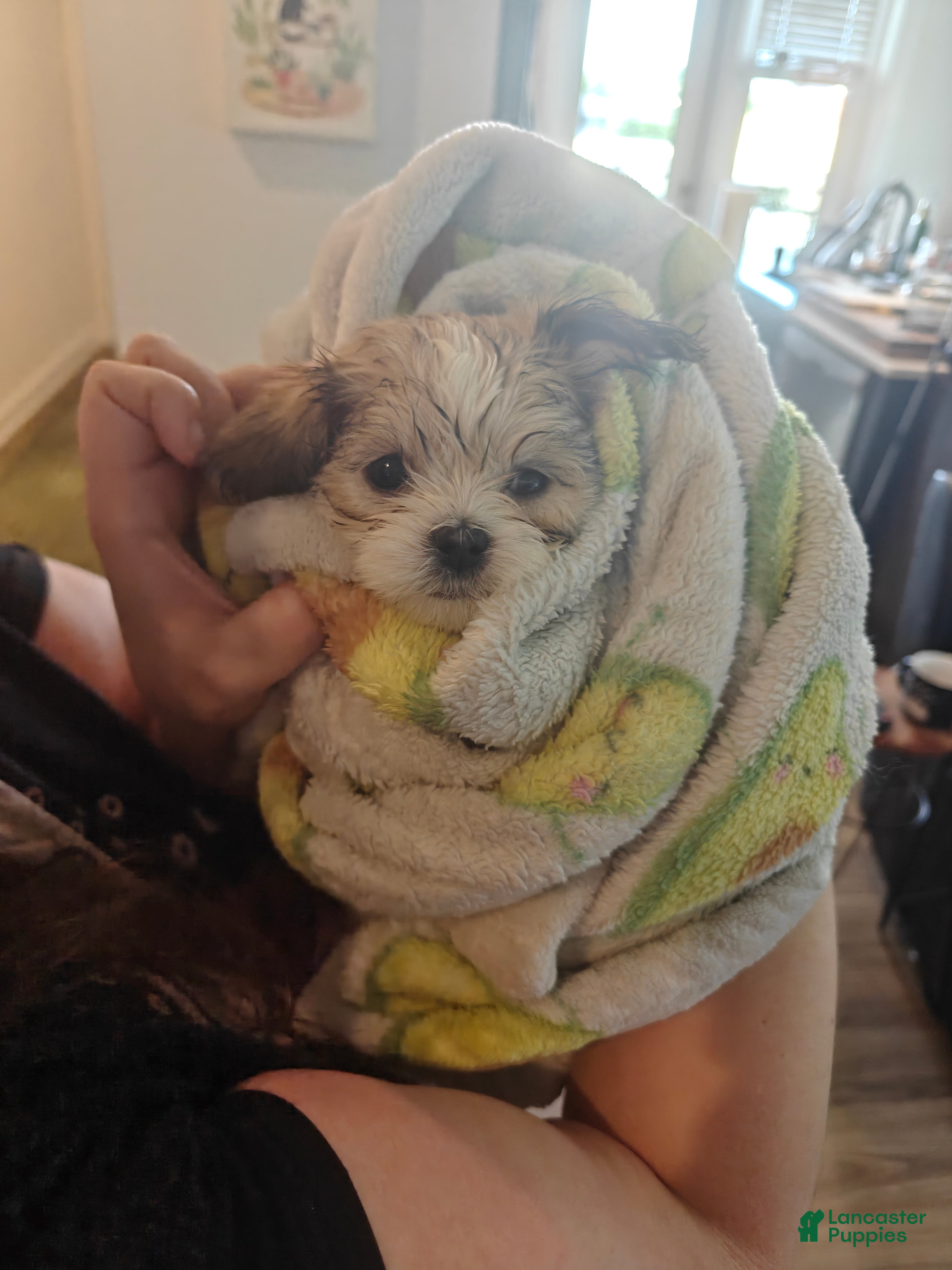 Mixed Breed dogs Biscotti - Ad 19