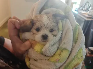 Mixed Breed dogs Biscotti - Ad 19