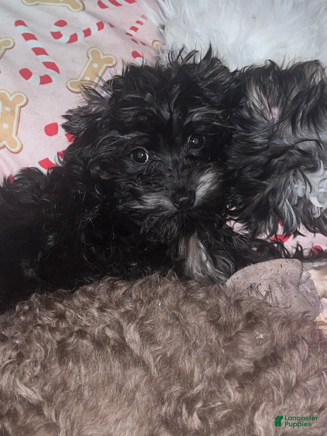 Mini Bernedoodle dogs for sale: Sugar - Ad 1