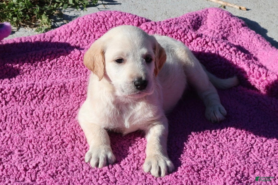 Labradoodle dogs Salt - Ad 1