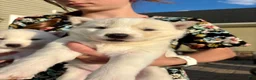 Siberian Husky dogs for sale: Coconut - Ad 2