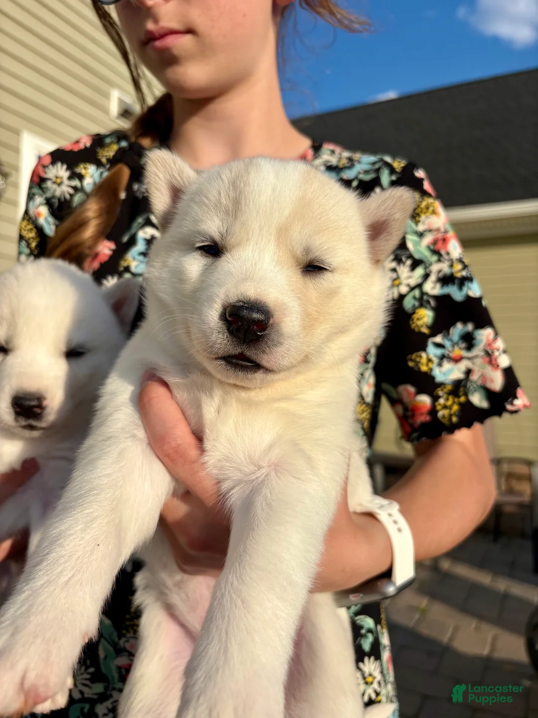 Siberian Husky dogs for sale: Coconut - Ad 2