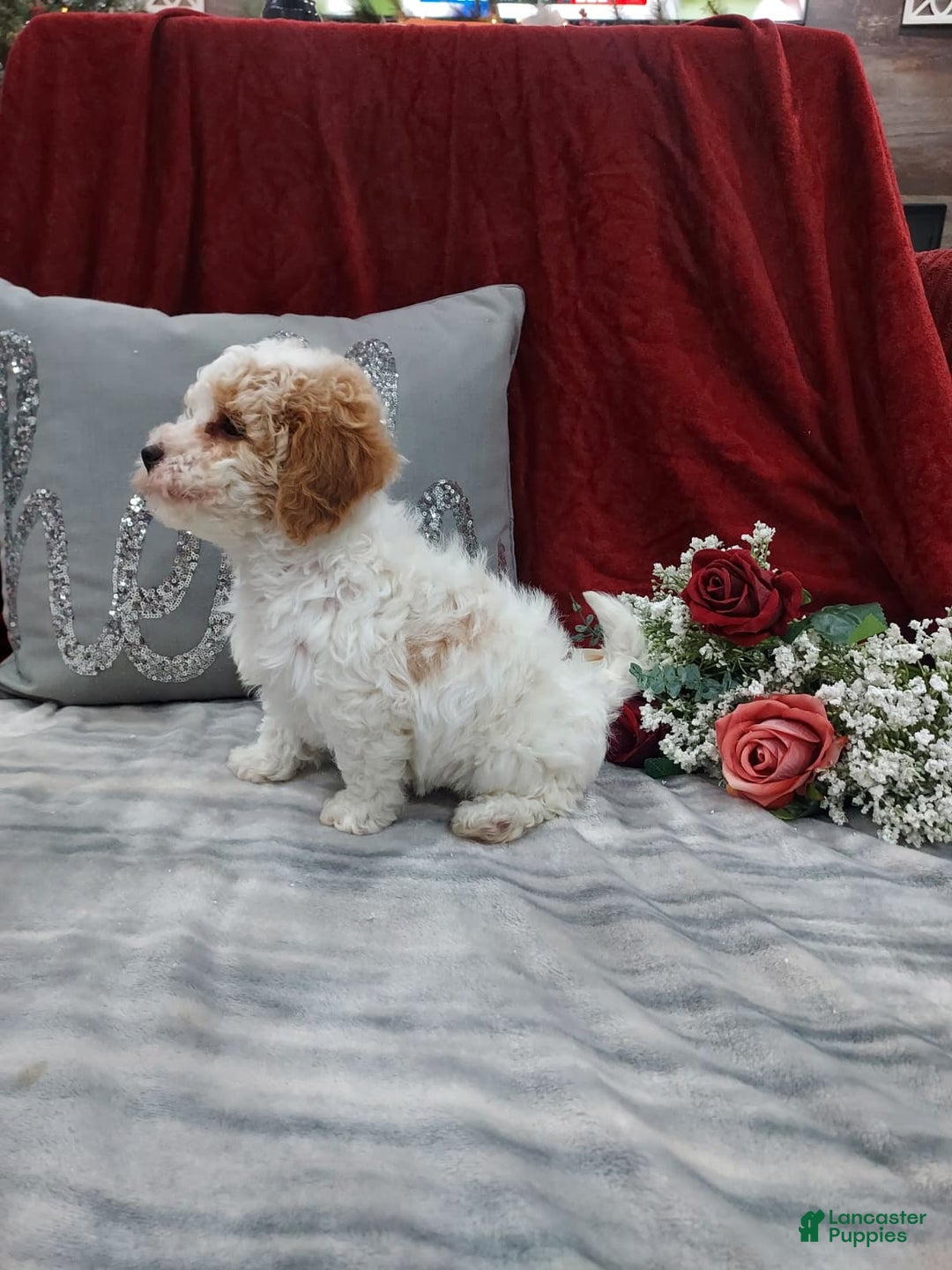 Cavapoo dogs for sale: Mocha - Ad 3