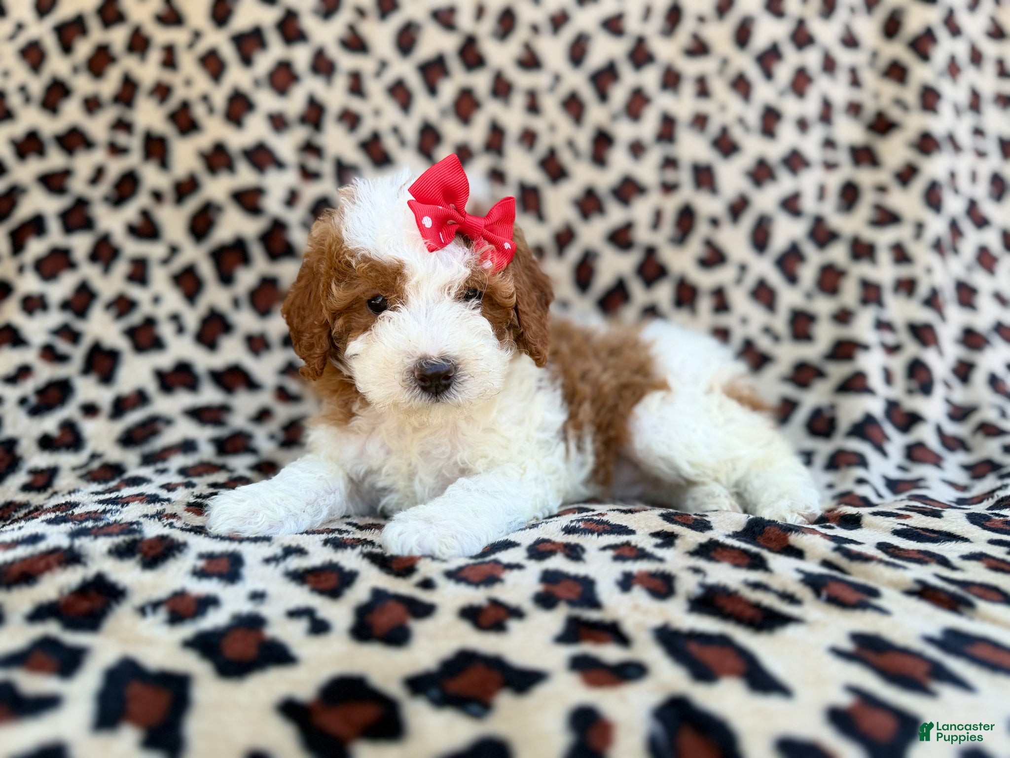 Cavapoo dogs Audrey - Ad 16