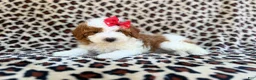 Cavapoo dogs for sale: Audrey - Ad 1
