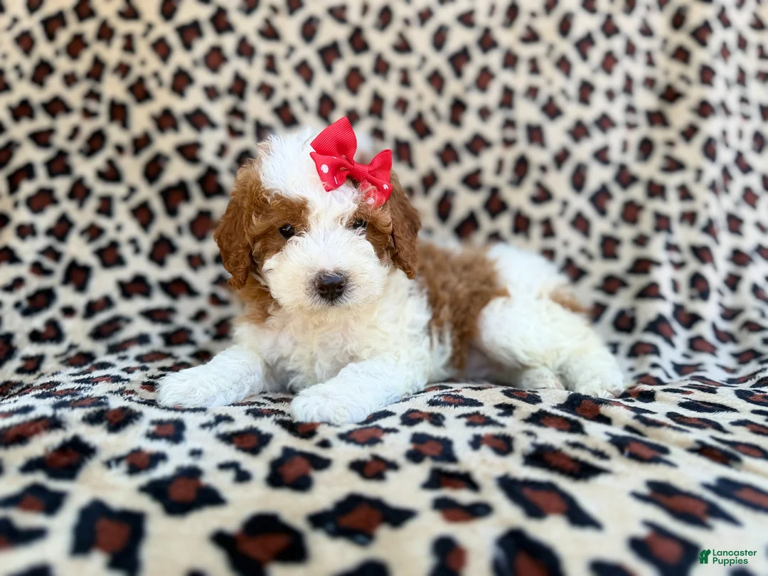 Cavapoo dogs for sale: Audrey - Ad 1