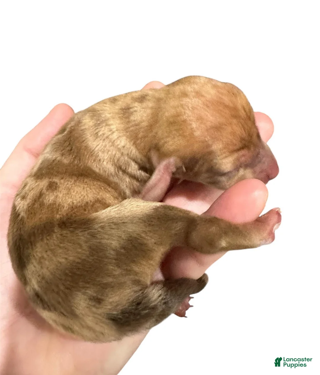 Miniature Dachshund dogs for sale: Red Dapple Girl - Ad 1