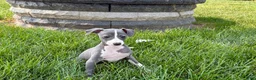 Italian Greyhound dogs for sale: Shanna  - Ad 9