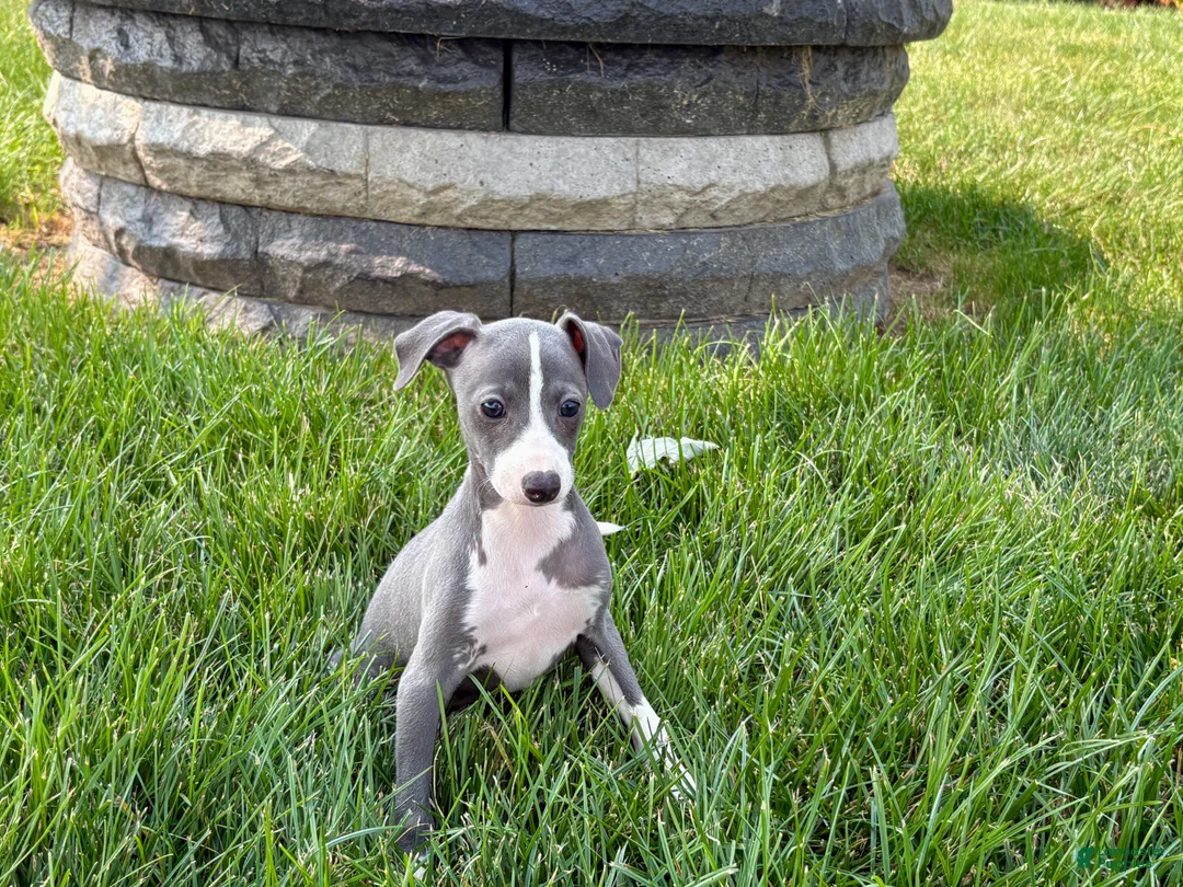 Italian Greyhound dogs for sale: Shanna  - Ad 9