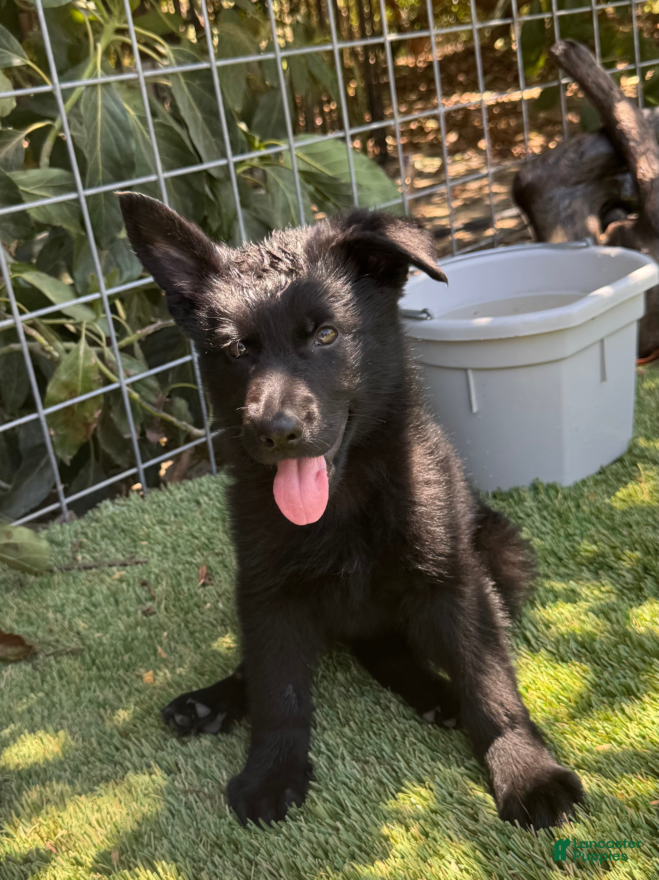 German Shepherd dogs German Shepherd 3 - Ad 2