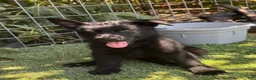 German Shepherd dogs for sale: German Shepherd 3 - Ad 2