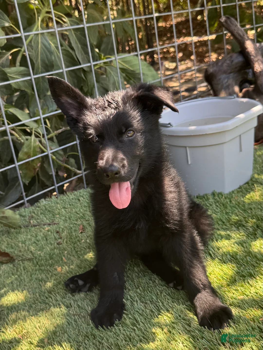 German Shepherd dogs for sale: German Shepherd 3 - Ad 2