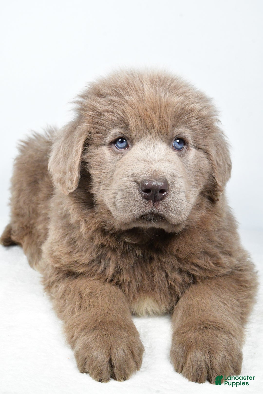 Newfoundland dogs for sale: Daisy - Ad 8