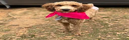 Mixed Breed dogs for sale: Max Golden Italiano Spinoni doodle-double doodle - Ad 4