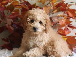 Cavapoo dogs - Ad 30