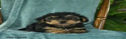 Yorkiepoo dogs for sale: Leo  - Ad 3