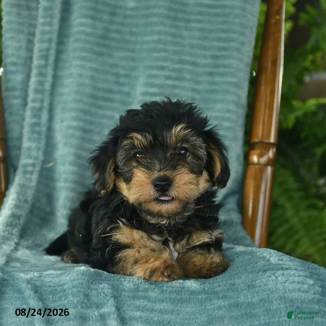 Yorkiepoo dogs for sale: Leo  - Ad 3
