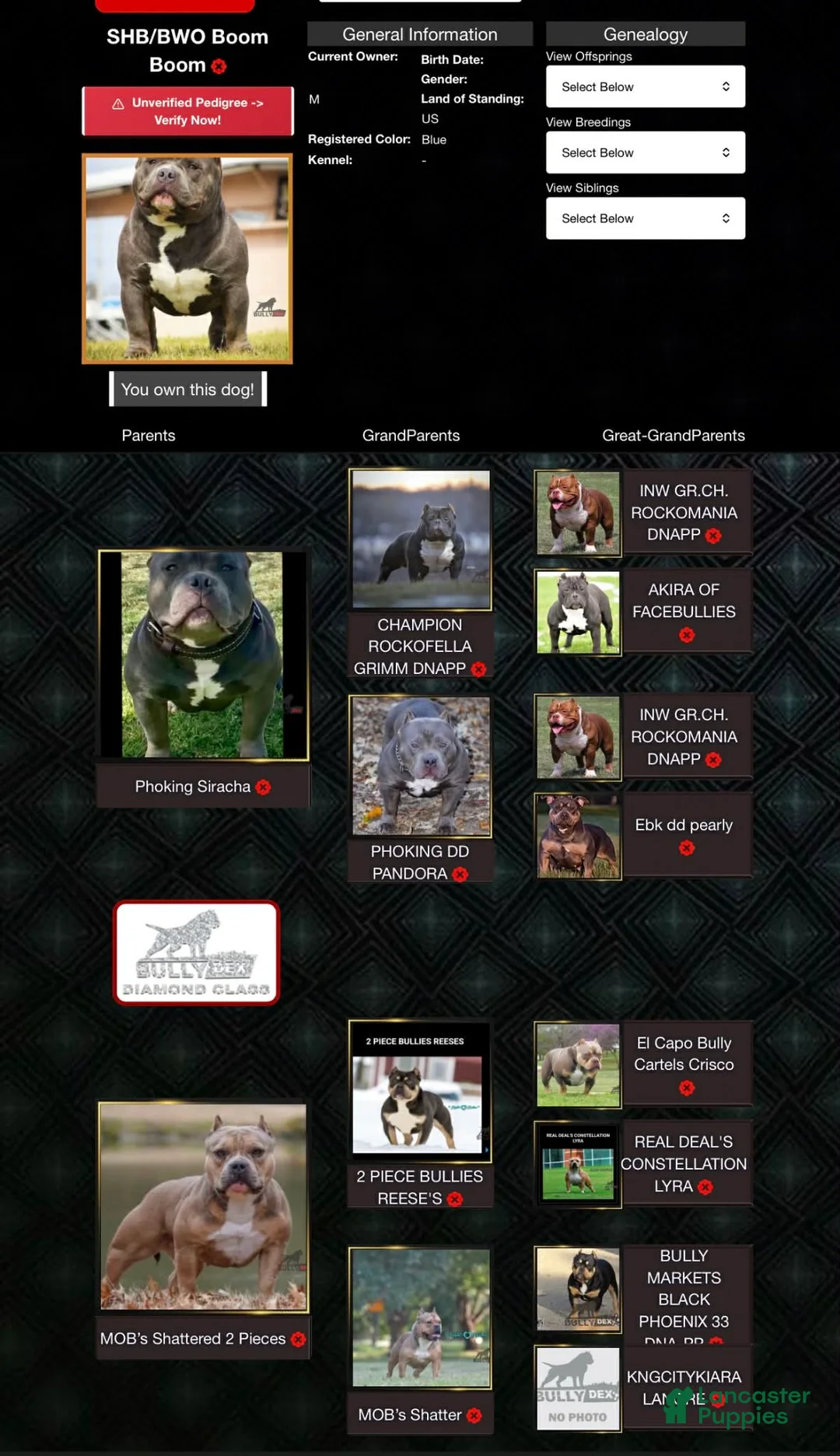 American Bully dogs for stud: Boom Boom - Ad 5