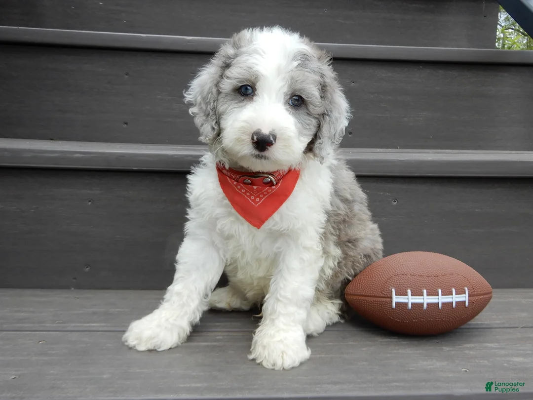 Sheepadoodle dogs for sale: Barney-MEDIUM - Ad 1