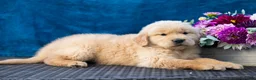Golden Retriever dogs for sale: Sawyer - Ad 9