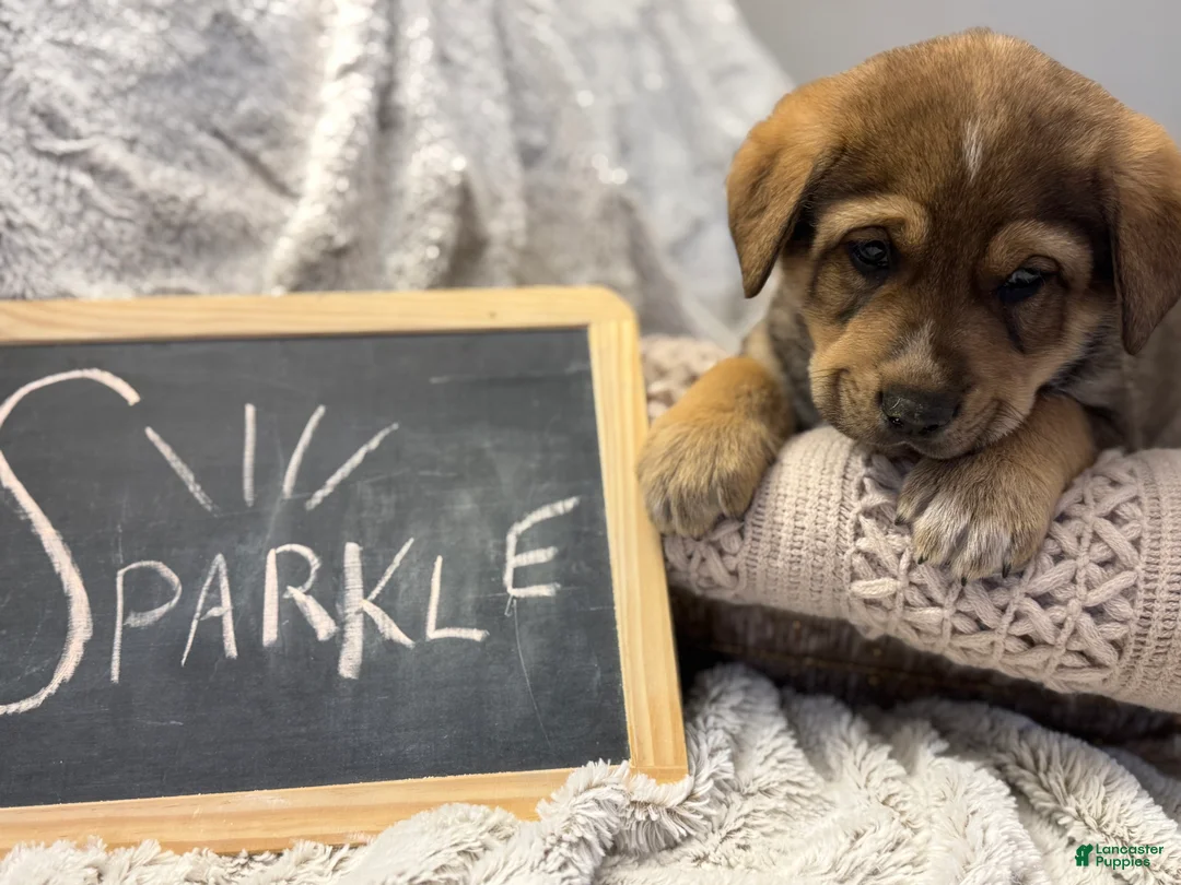 Mixed Breed dogs for sale: Sparkle - Ad 3