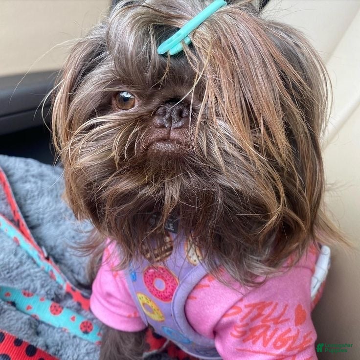 Shih Tzu dogs for sale: Princess  - Ad 2