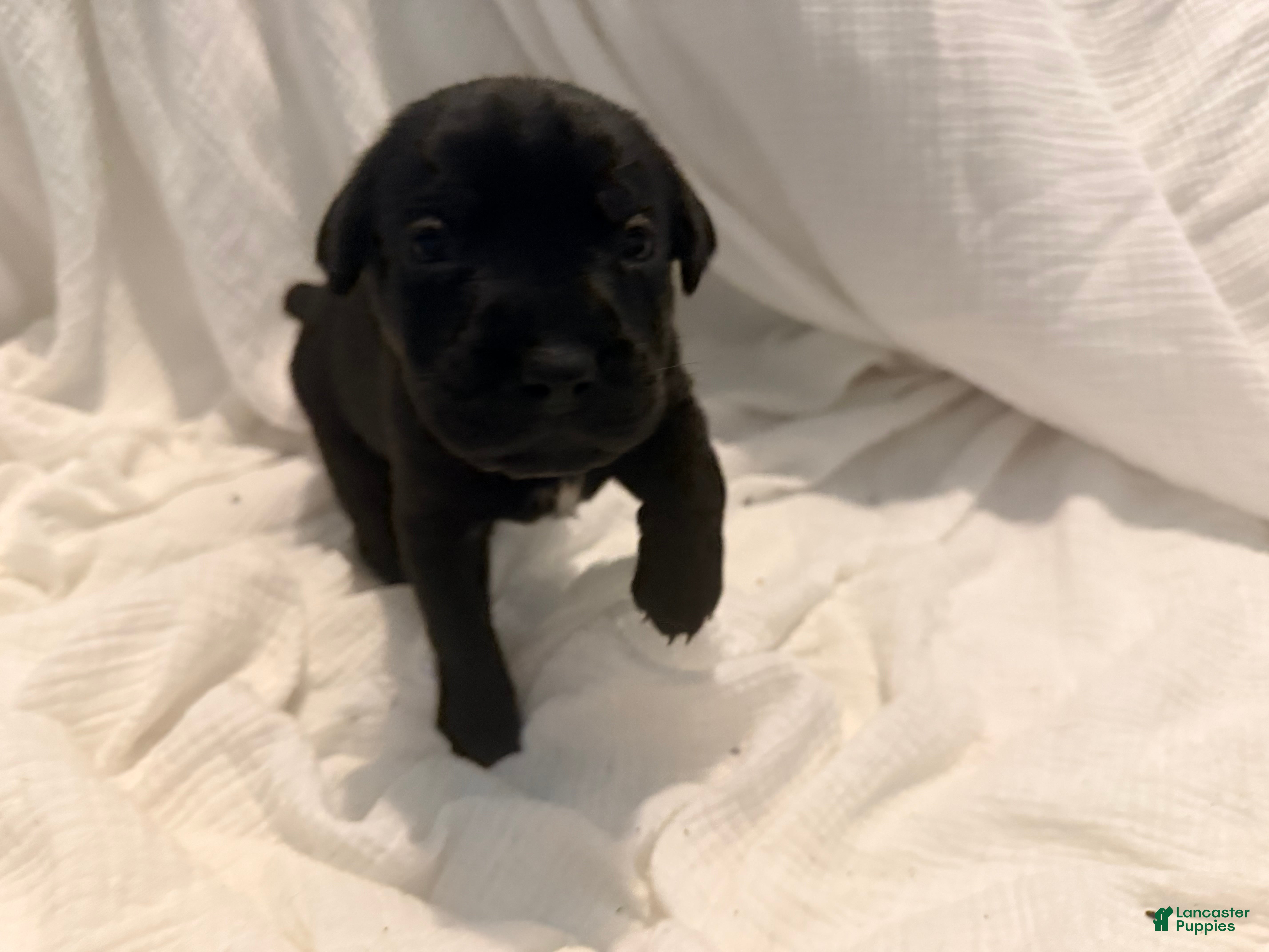 Cane Corso dogs Dean AKC green collar - Ad 22