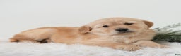 Golden Retriever dogs for sale: Puddles  - Ad 1