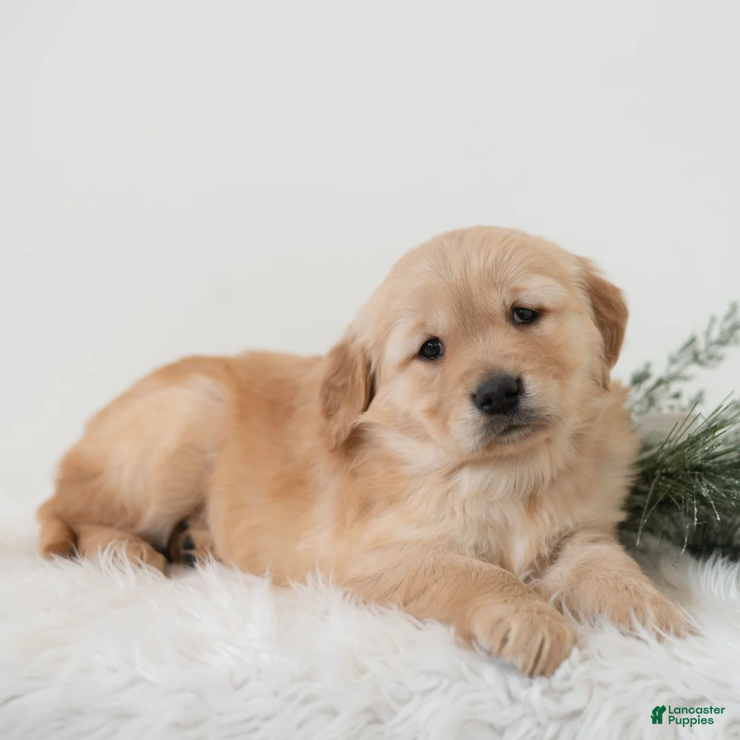 Golden Retriever dogs for sale: Puddles  - Ad 2