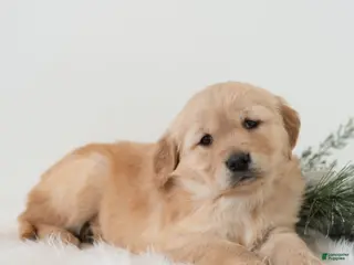 Golden Retriever dogs Puddles - Ad 31