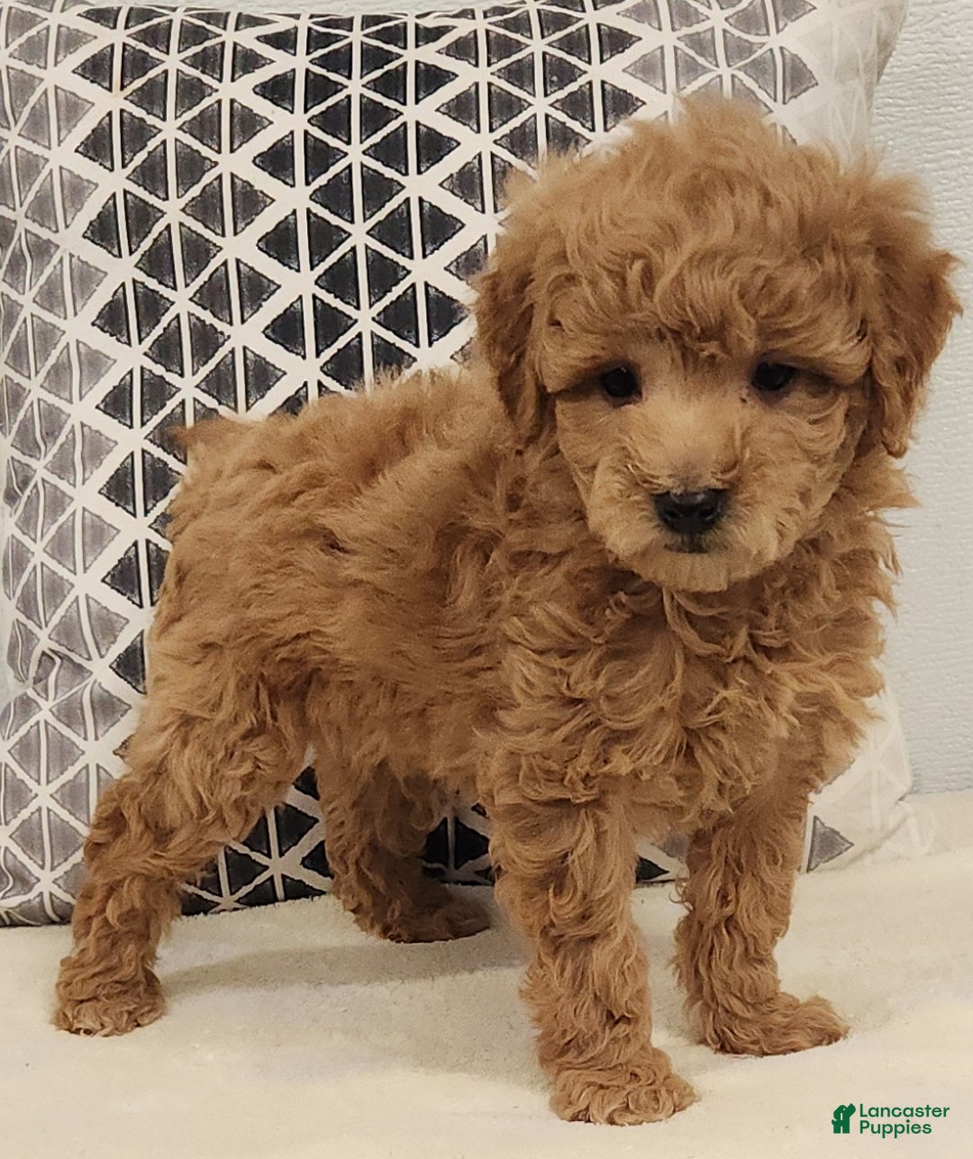 Mini Goldendoodle dogs for sale: Dillon Mini Goldendoodle Puppy 3 - Ad 5
