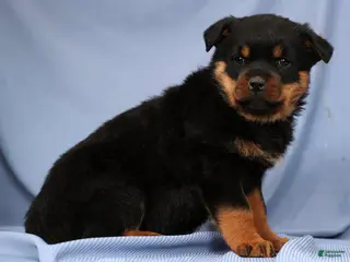 Rottweiler dogs Lucy - Ad 19