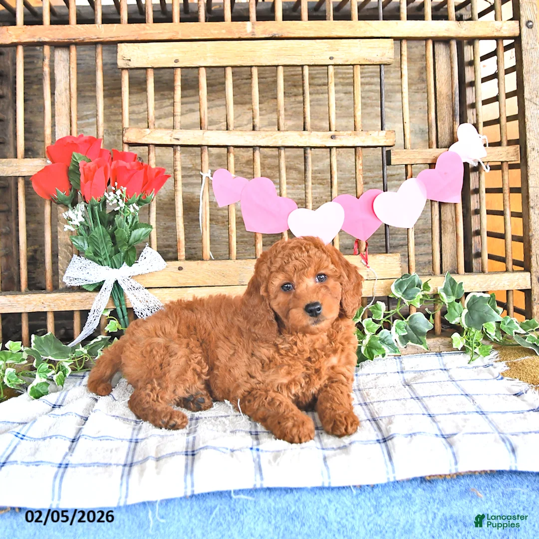 Mini Goldendoodle dogs for sale: Sofia - Ad 4