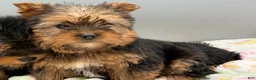 Yorkshire Terrier dogs for sale: May - Ad 1