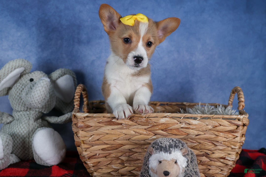 Welsh Corgi Pembroke dogs for sale: Monty - Ad 5