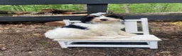 Bernedoodle dogs for sale: Holden - Ad 3