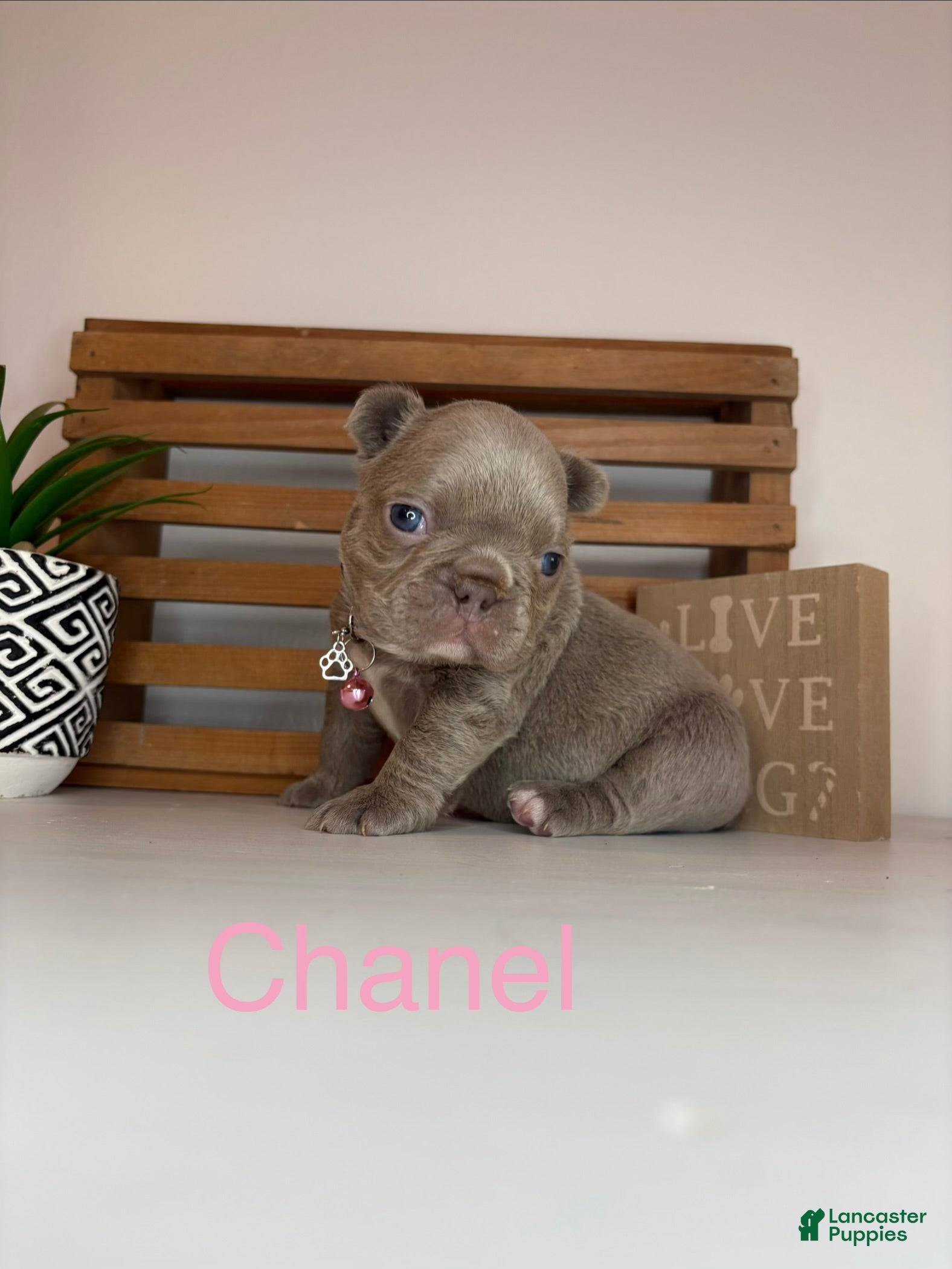 French Bulldog dogs Chanel  - Ad 28