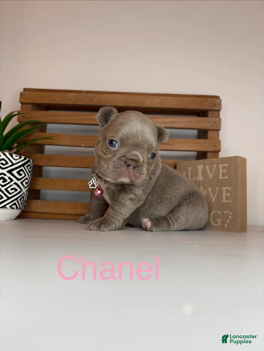 French Bulldog dogs for sale: Chanel  - Ad 1