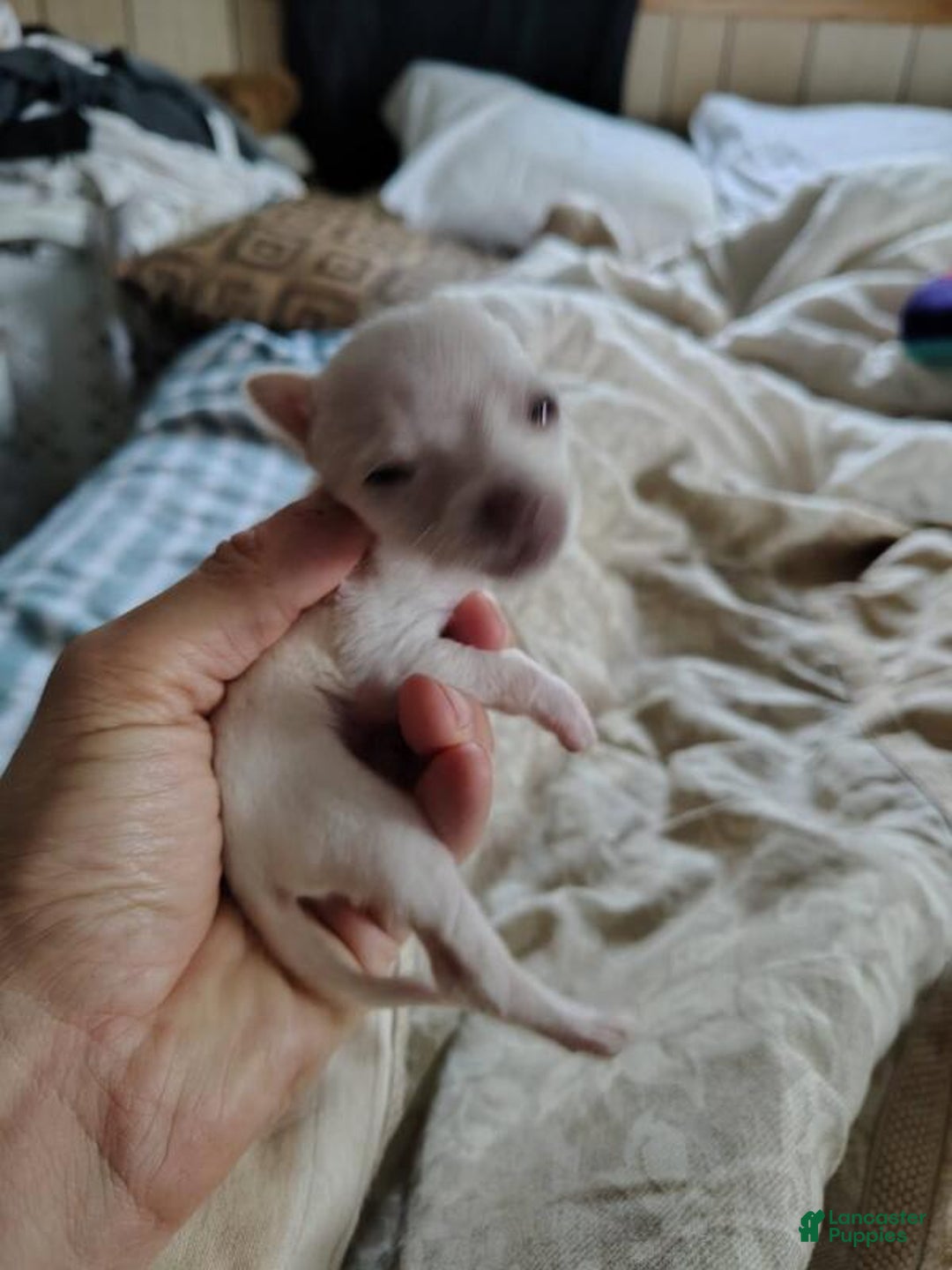 Chihuahua dogs for sale: Chihuahua Puppy 1 - Ad 3