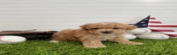 Cavapoo dogs for sale: Rookie - Ad 4