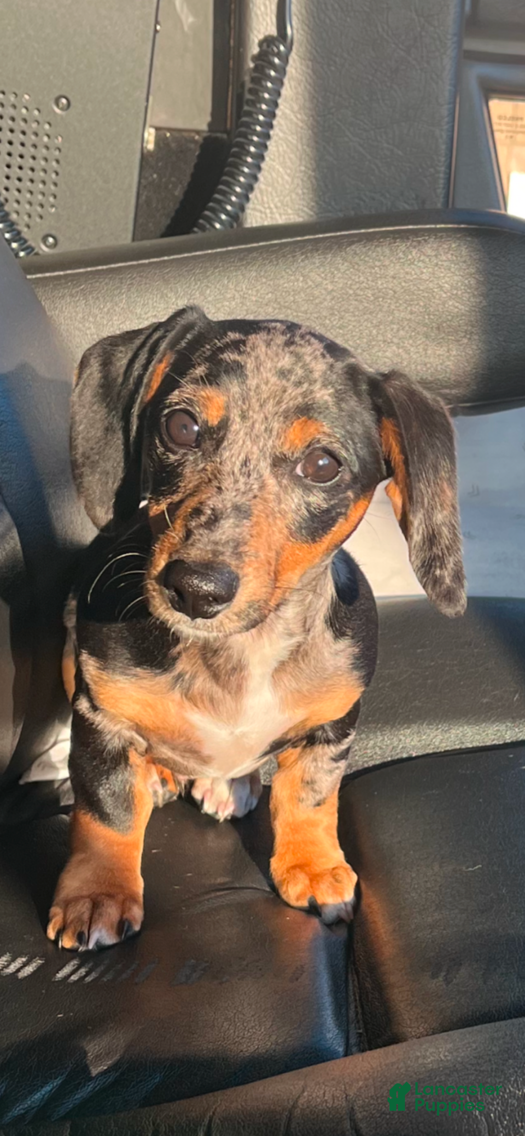 Miniature Dachshund dogs for stud: Papi!  - Ad 1